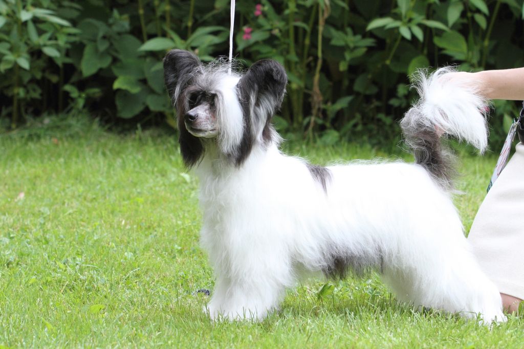 Angel O' Check Happy New Year.