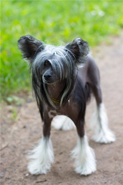 Rus Foreva Gordynja Nochi