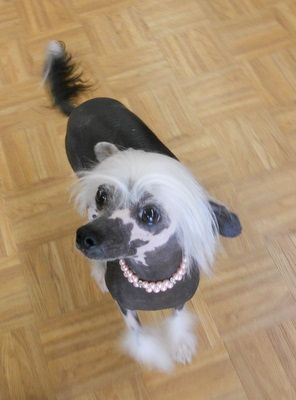 Mstical Dances With Butterflies