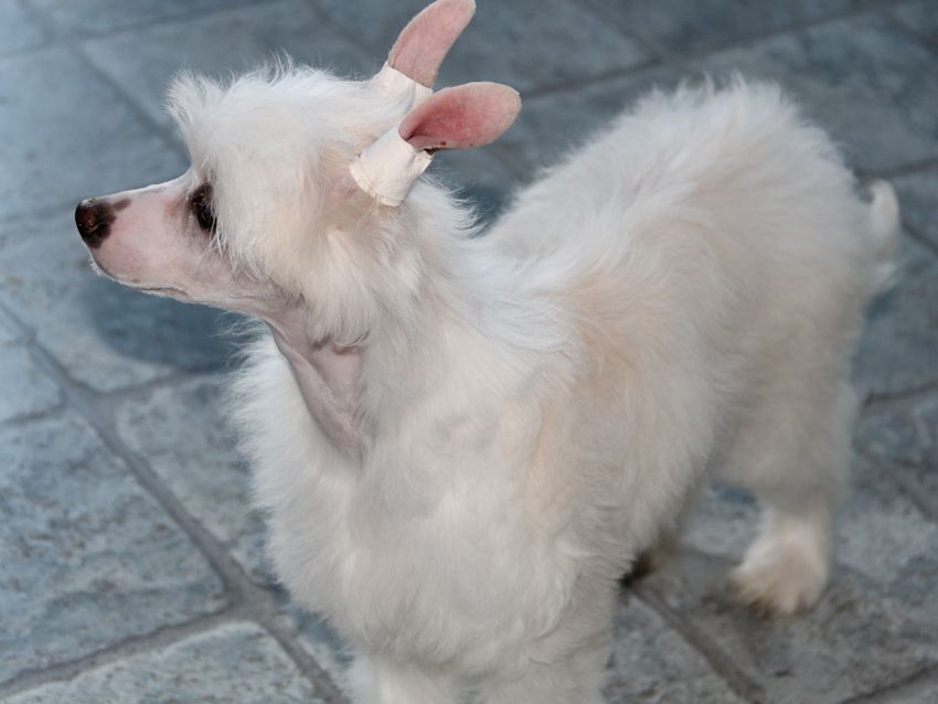 Shanel Glamour Ivory