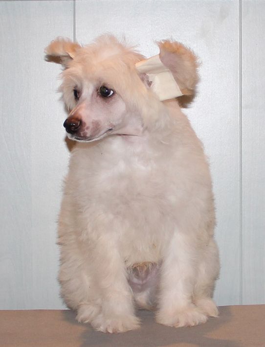 Shanel Glamour Amber Snow