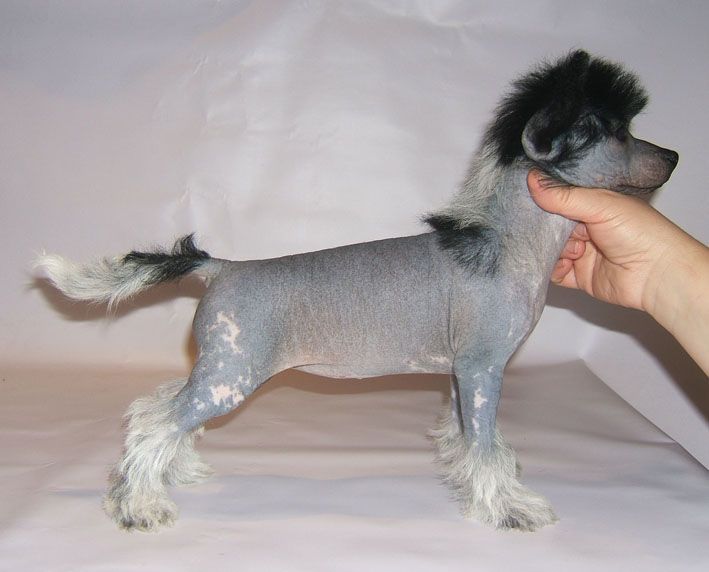 Shanel Glamour Blue Butterfly