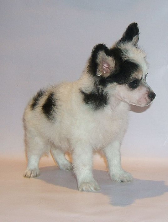 Shanel Glamour Barbary Gerl