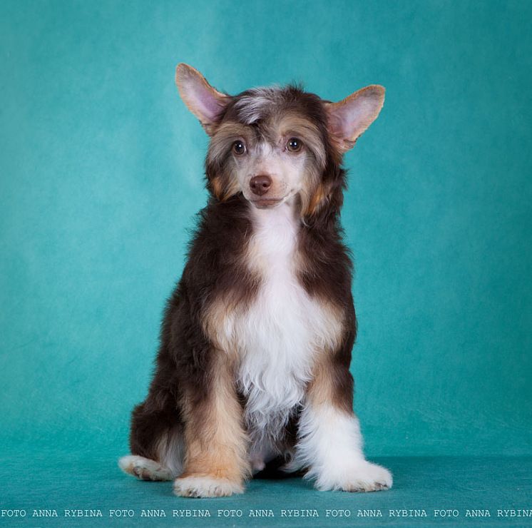 Dogland Happy Rambler