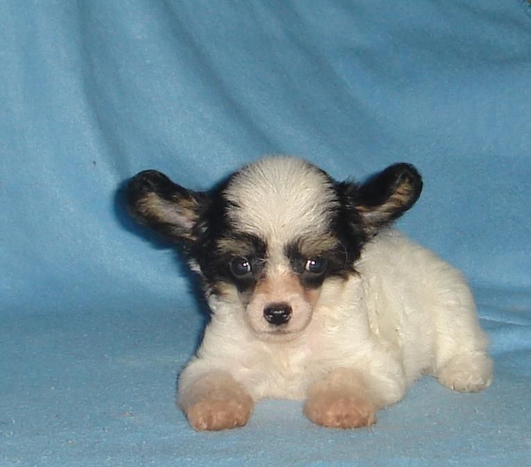 Naimuluna Line Aykumena