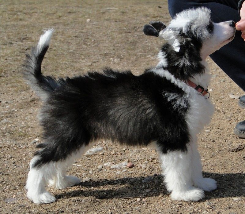 Forseti's Dealers Special