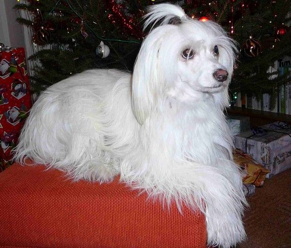 Forseti's Dairy Cream