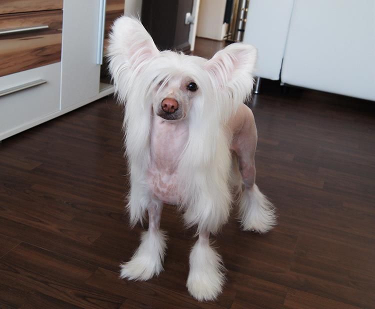 Forseti's Dame De Pique