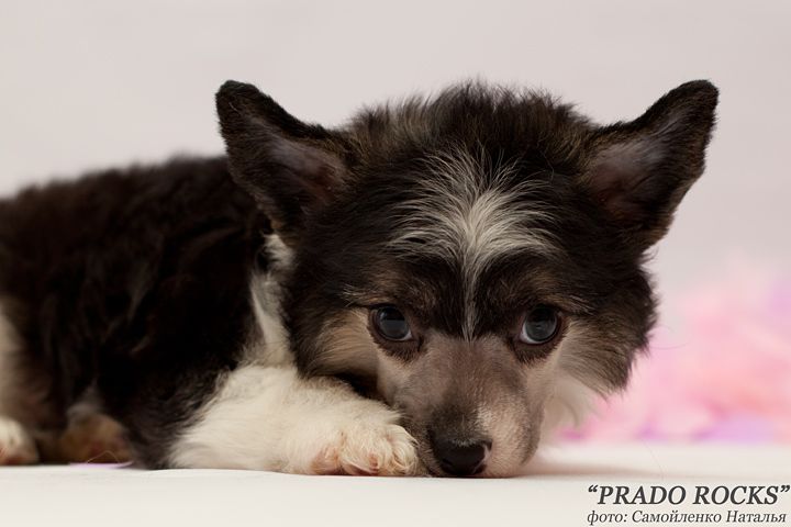 Prado Rocks Park Avenue