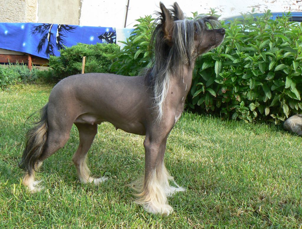 Daisy Princess Darydakles