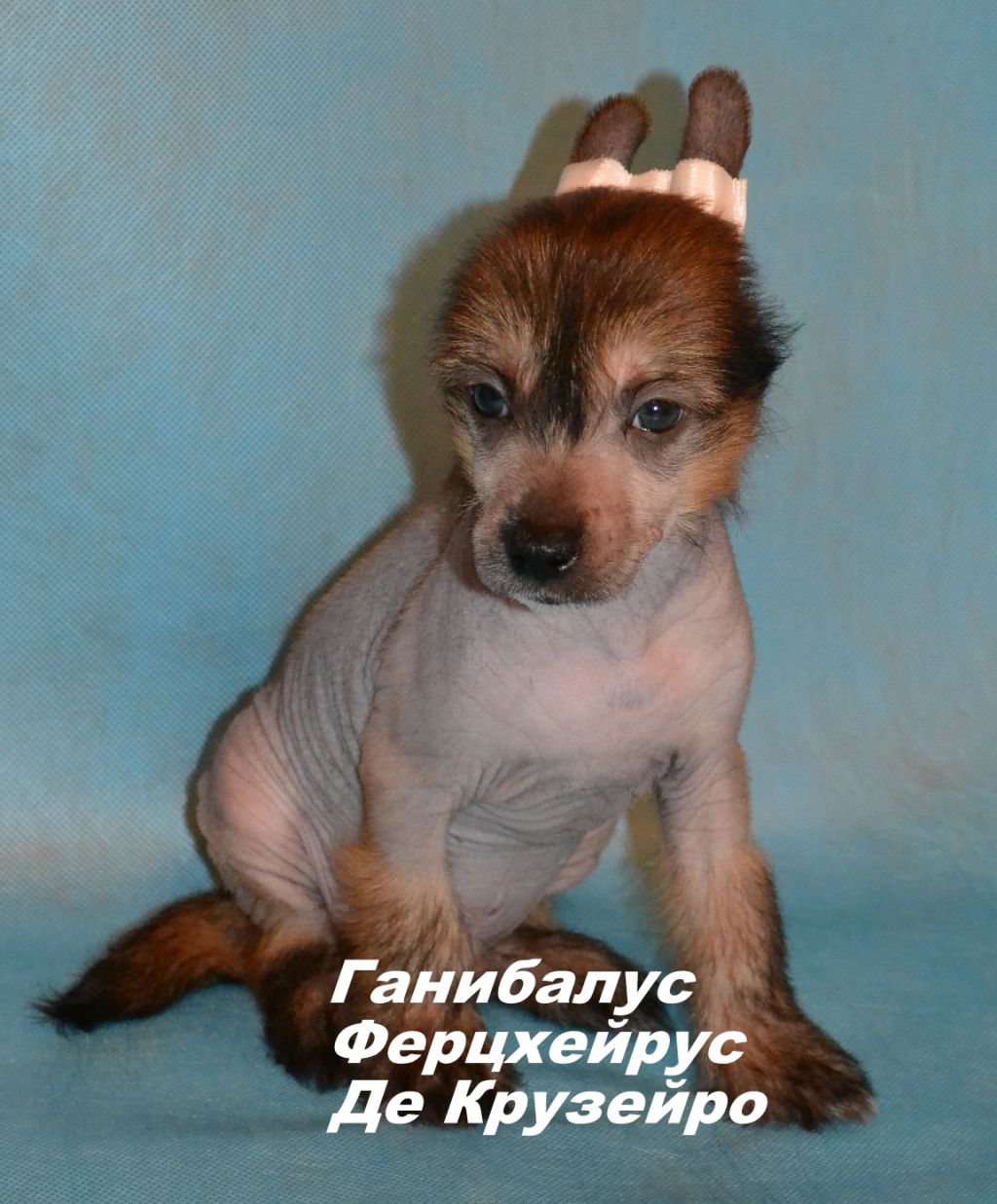 Ganibalus Fercherus De Cruzeyro