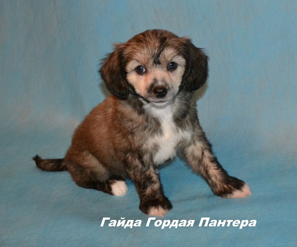 Gayda gordaya Pantera