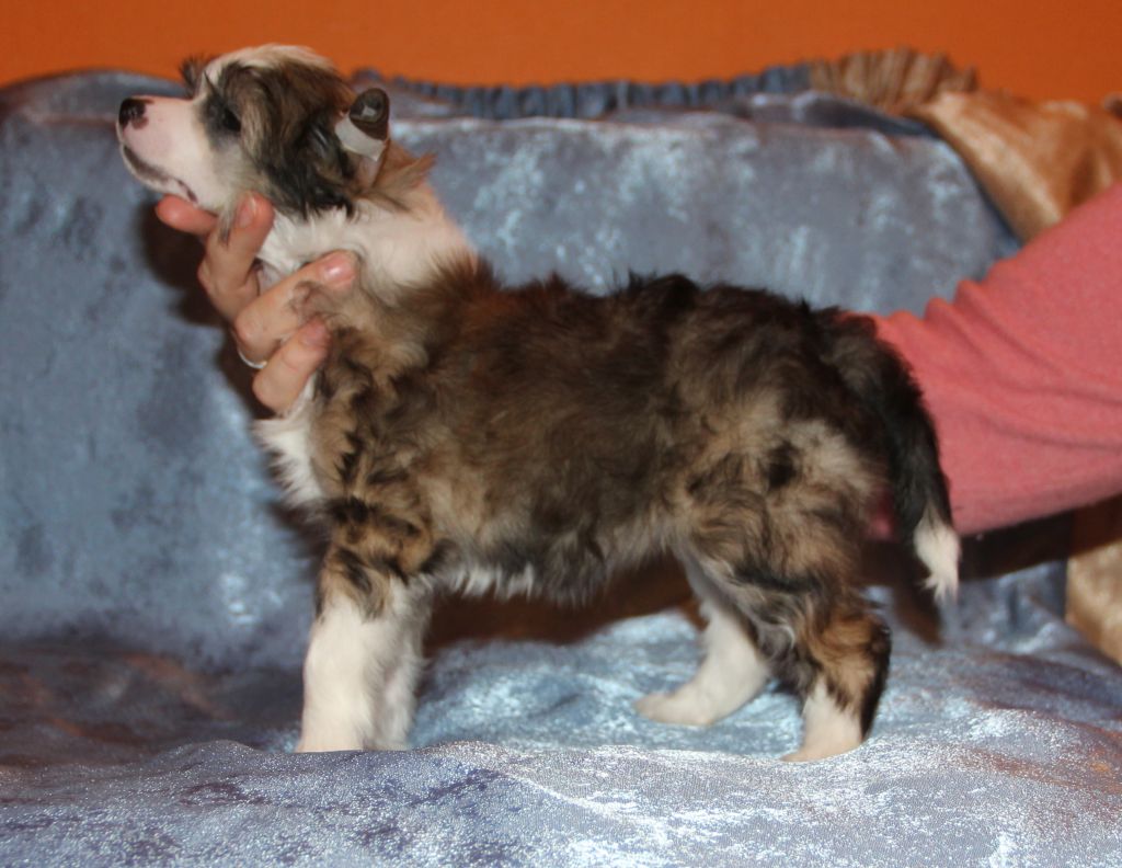 Olegro Katrin Semiramida