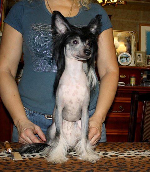 Tiffani Kristal Sharm