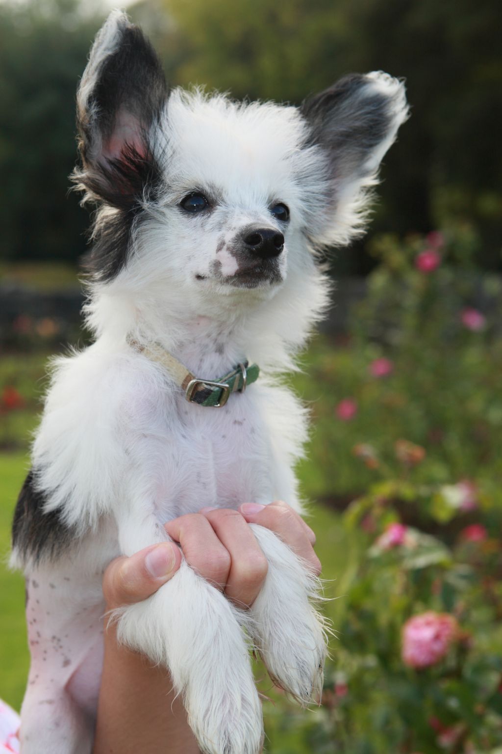 CandyCresteds Maximus