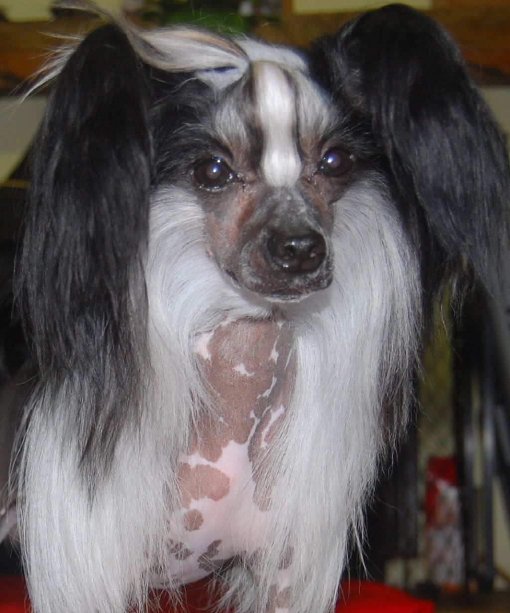 JUNCH CandyCresteds I Made A Deal With The Devil