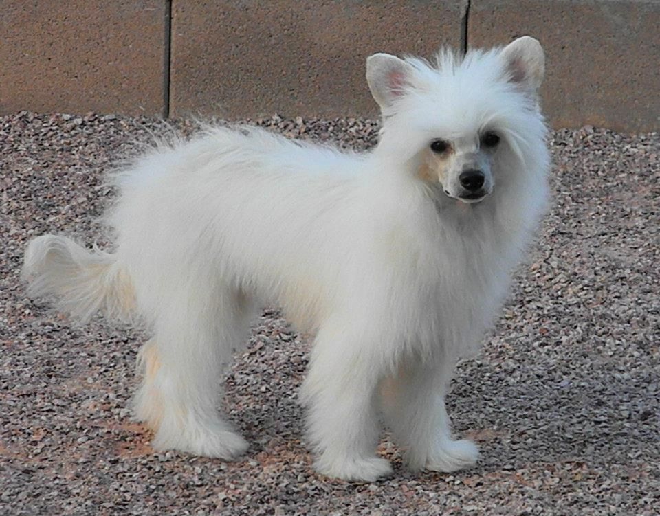 Crest-Vue Shakespere