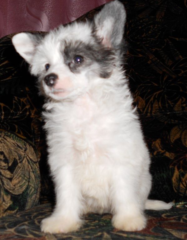 Kleopatra Lesnogo Tsarstva