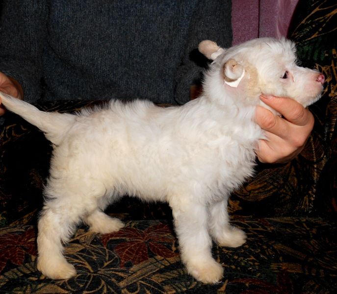 Kassiopeya  Imbirnogo  lesa