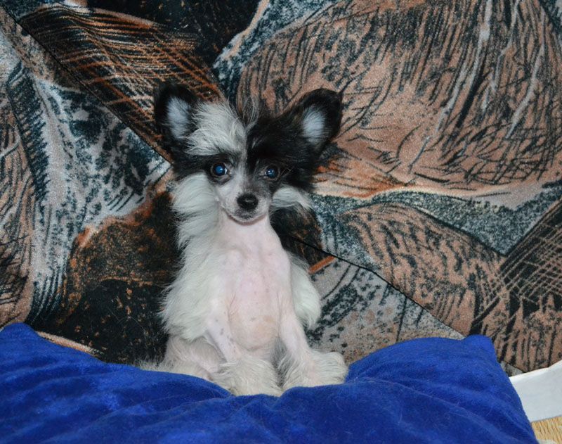 Vellar Pljus Galyer Mersedes