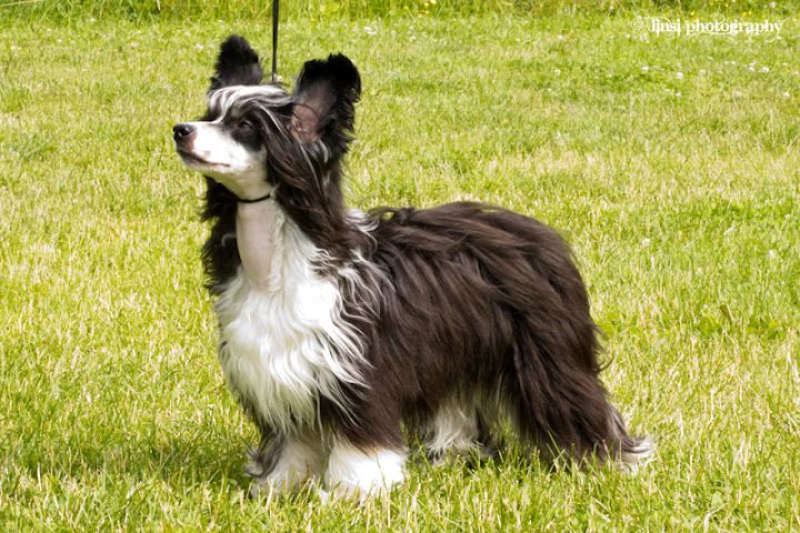 Bemu's A Girl Gone Crazy