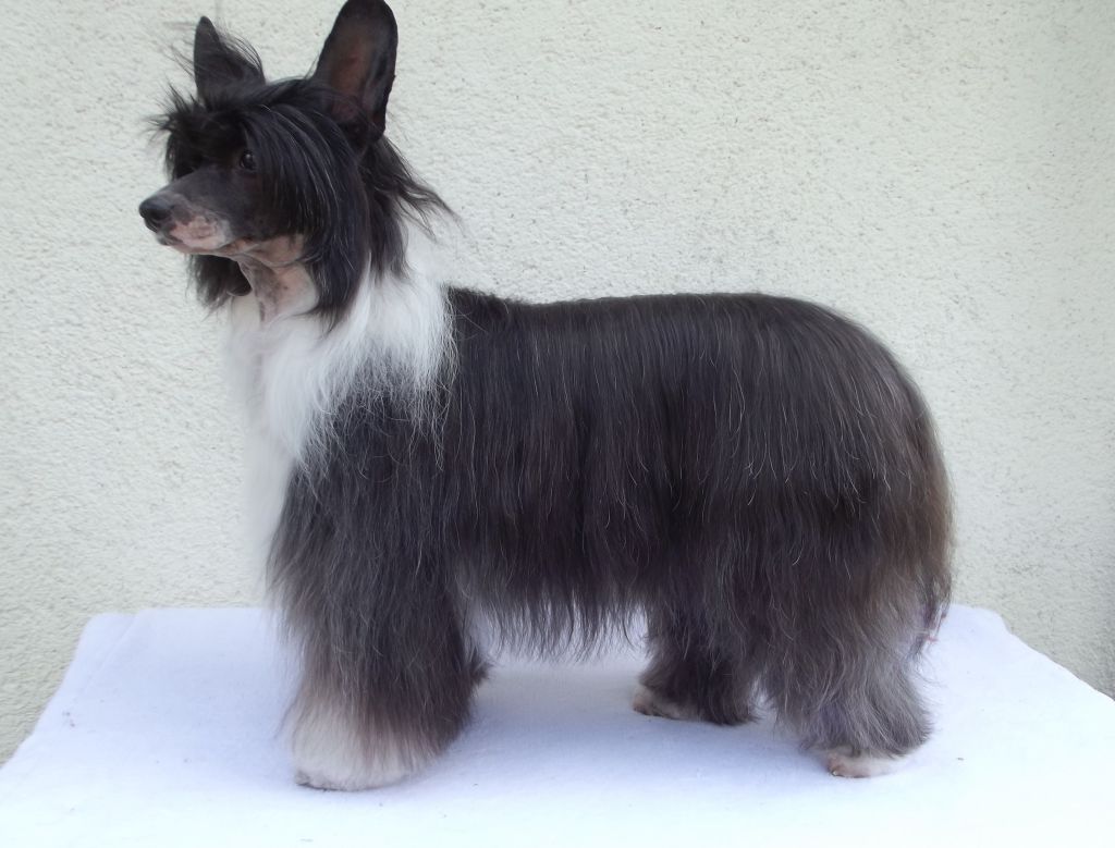 Kiikunkaakun Ne tahtoo veivaa