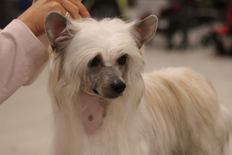 Nomilas Captain In Charge