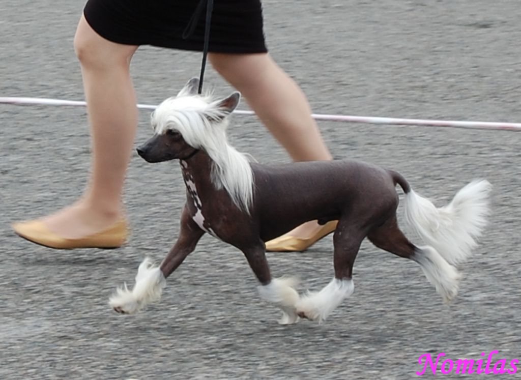 Nomilas Class Of His Own