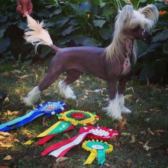 Nomilas Classy Winner On Top