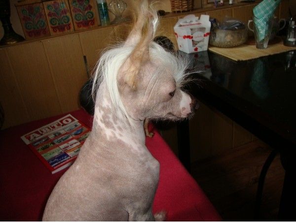 Forest Fentezy Charovnitsa Cherry