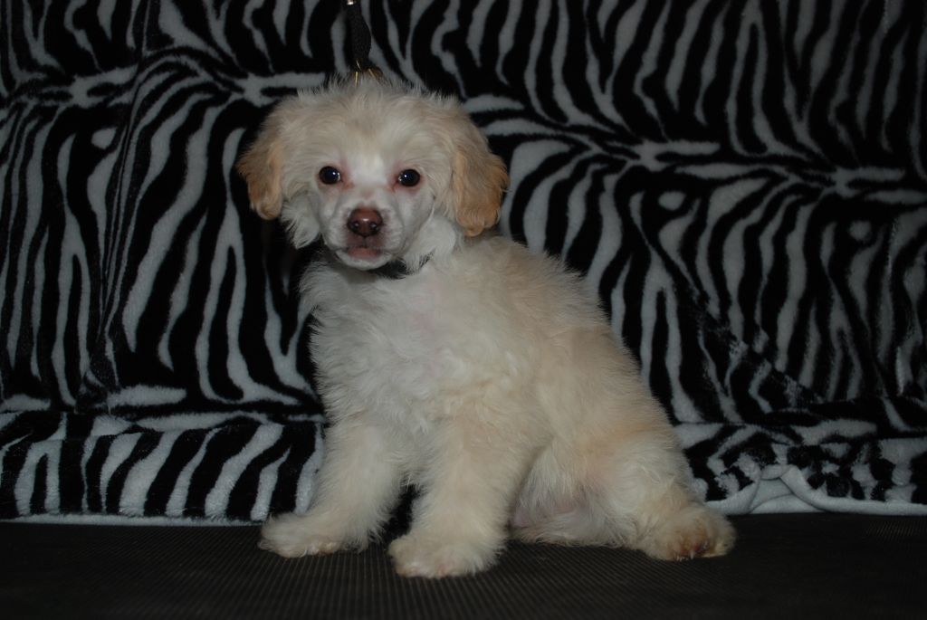 Amyfield Master Of King