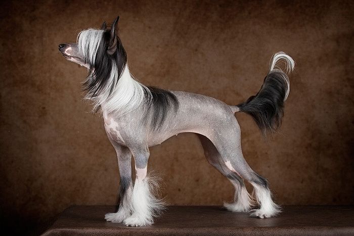 Status Imperial Happy New Year