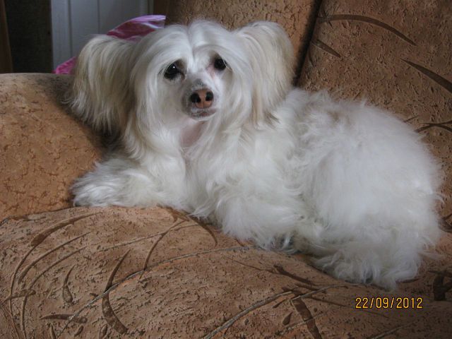 Ch.Hohlatiy glamour Gabanna Dolce