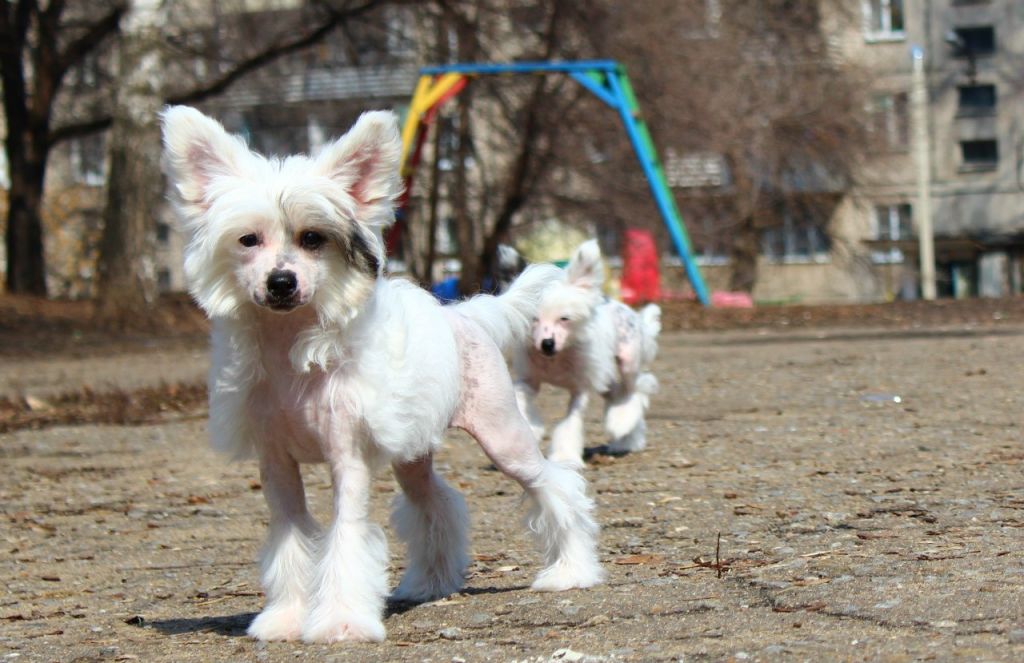 Hohlatiy glamour  Vladlena Wally