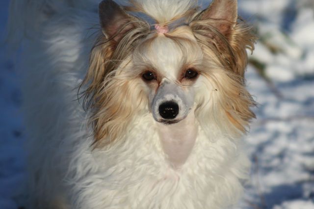 Hohlatiy glamour Blanka Angel