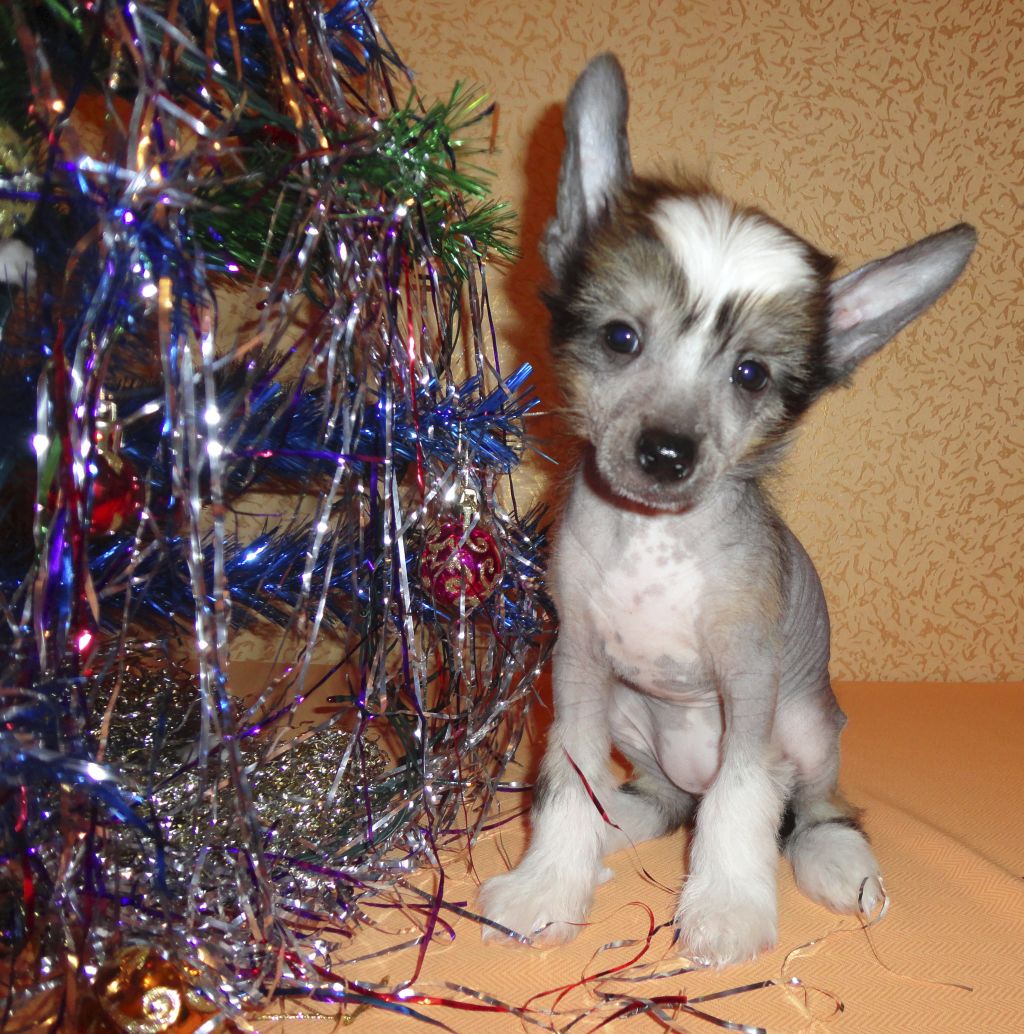 Hohlatiy glamour Beatrise Surprise