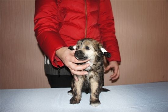 Venecia Plamia Ognia