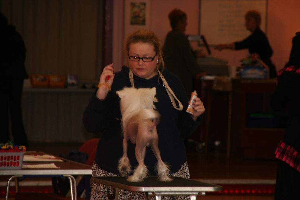 Little Lion Man of Aucristae