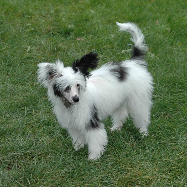 Yamboliz Elvis Presley