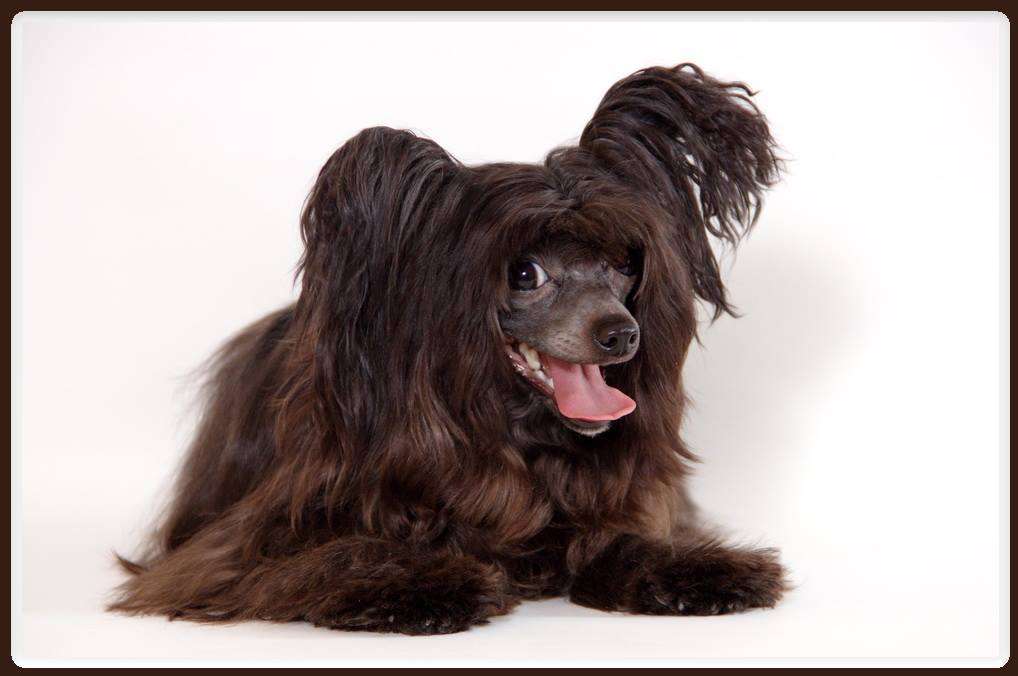 Luksorius Patty La Mur