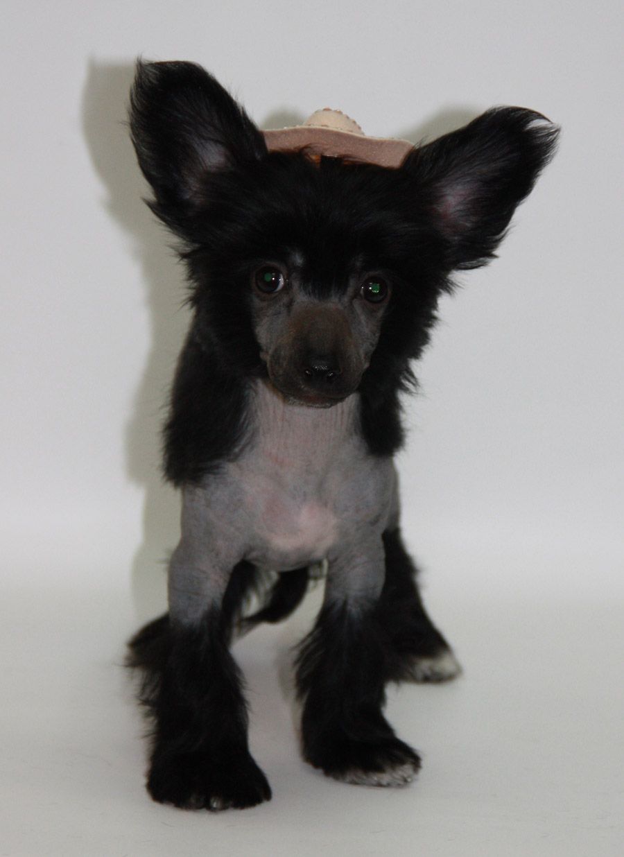 Luksorius Luks Black