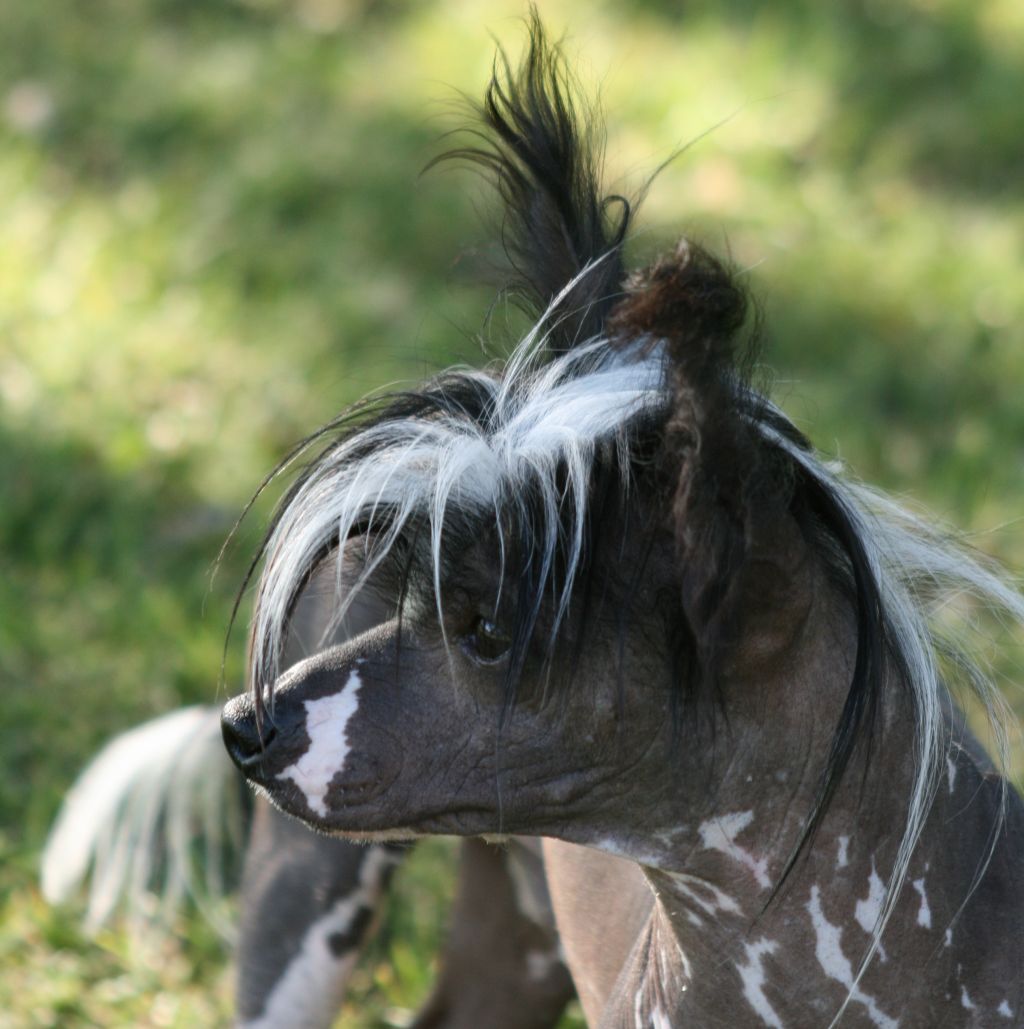 Magnus Staff Domino Dancing
