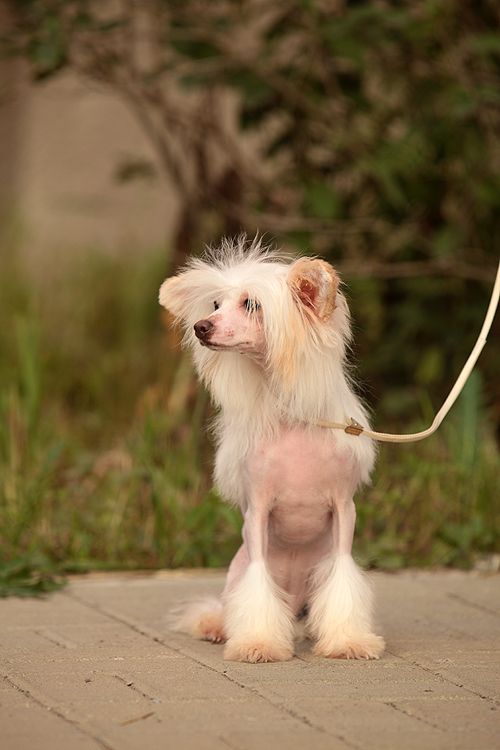 Fabeltier  Fair Play