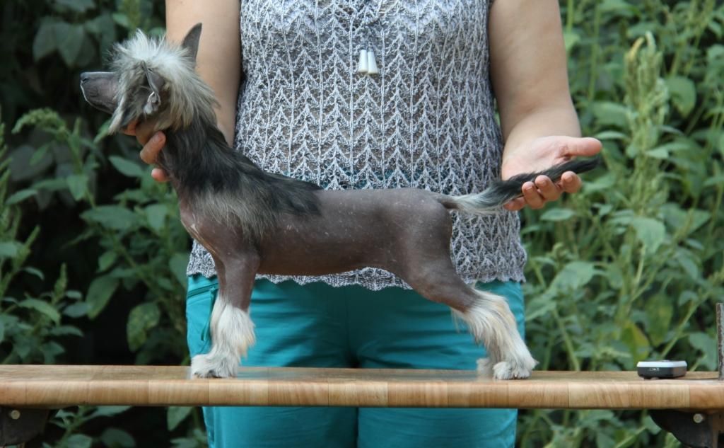 Zheneva-Debjut Dagire