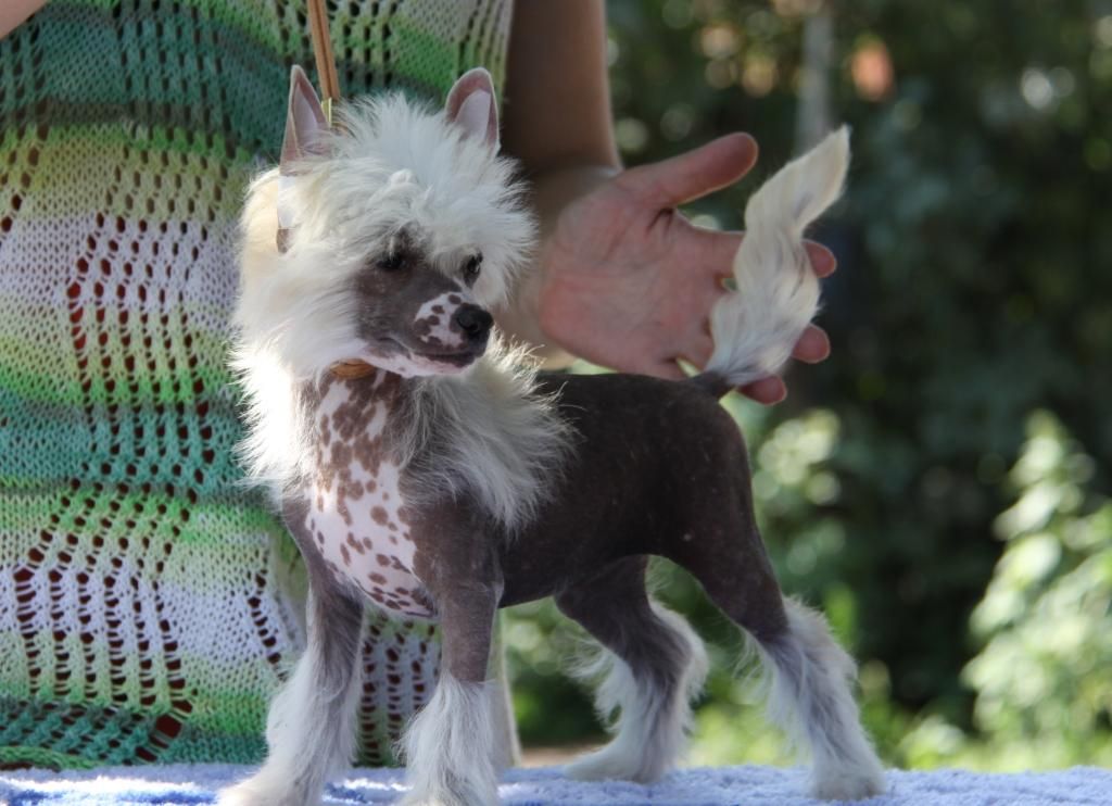 Zheneva-Debjut Delisa