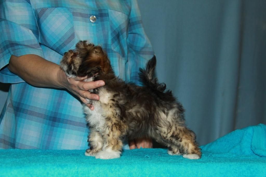 Zheneva-Debjut Malinka