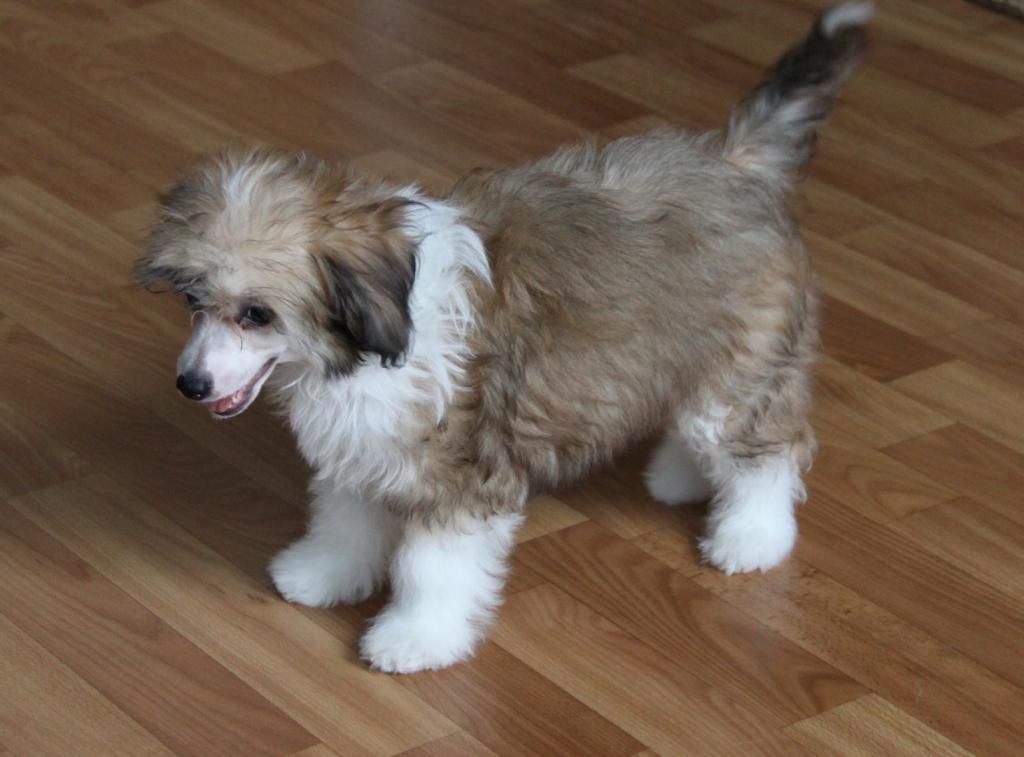 Zheneva-Debjut Sindi