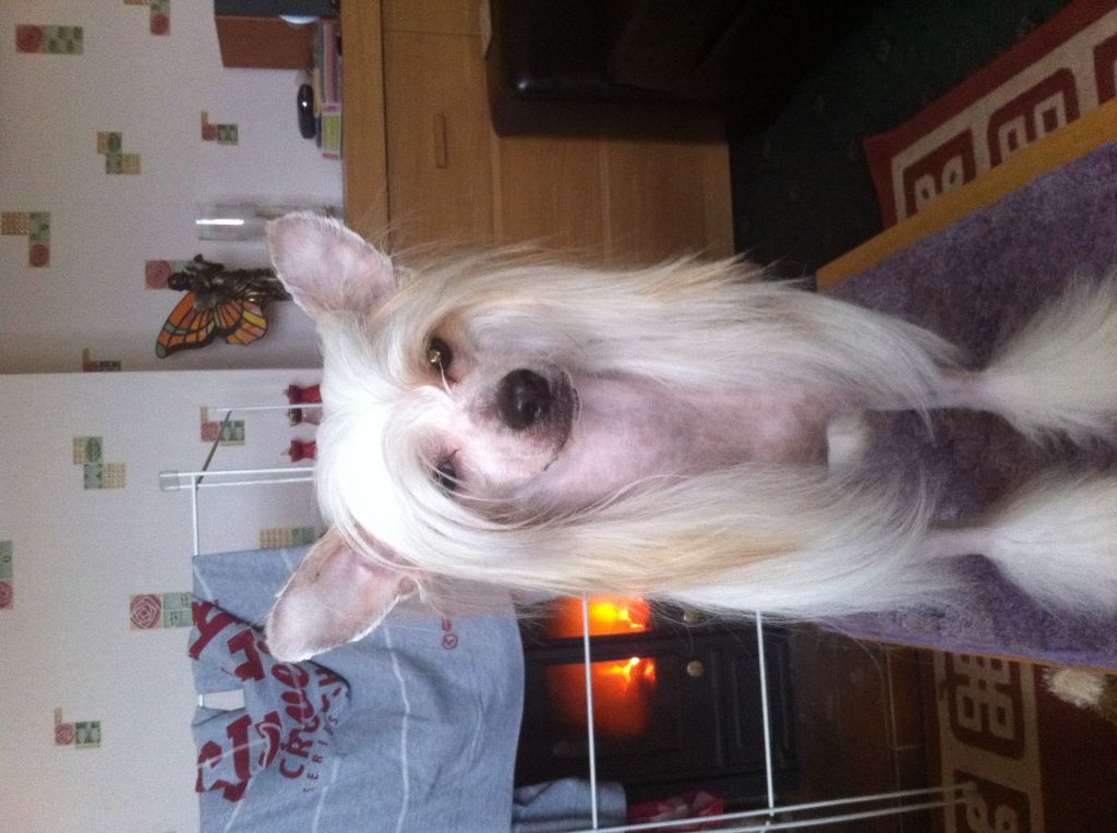 epiphany secret squirrel