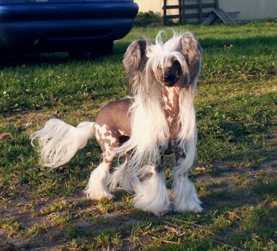 Desire Me von Shinbashi