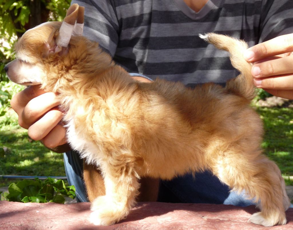 Lisbury's Syrah Noir